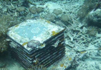 Image-1